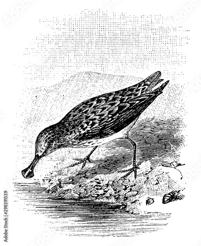 Spoon Billed, vintage illustration.