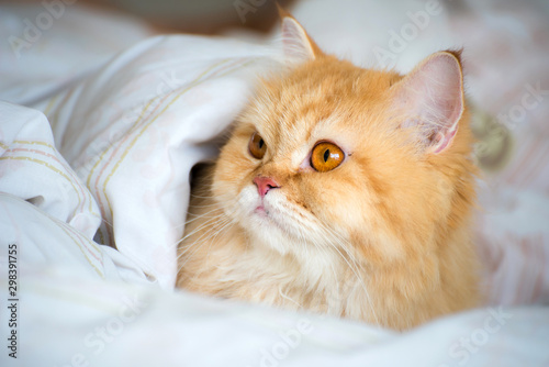 Persian cat laying on bed under white blanket