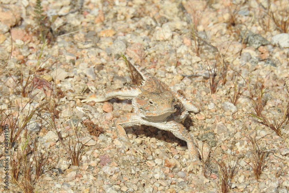 Desert horned lizard, Mojave Desert, California. 