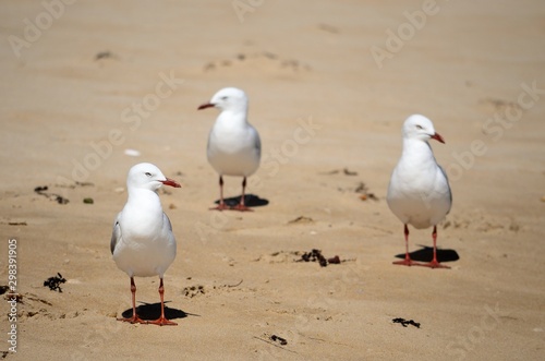 seagull group