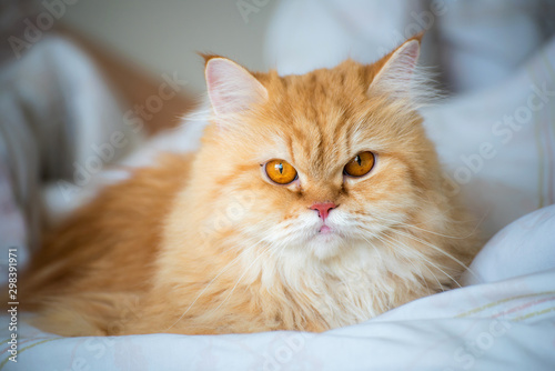 Persian cat laying on bed under white blanket photo