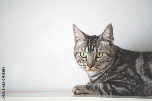 American Short Hair cat laying on white wall with copy space background