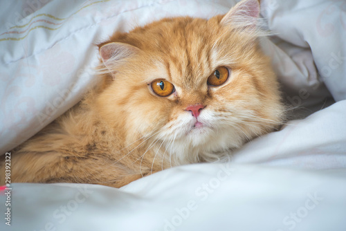 Fototapeta Naklejka Na Ścianę i Meble -  Persian cat laying on bed under white blanket
