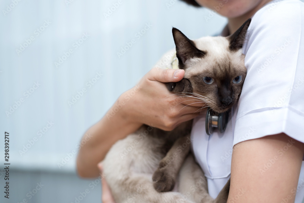 Veterinarian use stethoscope to diagnose cute cat for treat sick animal in Animal hospital ,animal health care concept