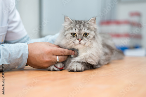 Fototapeta Naklejka Na Ścianę i Meble -  Veterinarian use stethoscope to diagnose cute cat for treat sick animal in Animal hospital ,animal health care concept