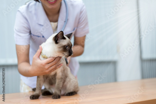 Veterinarian use stethoscope to diagnose cute cat for treat sick animal in Animal hospital ,animal health care concept