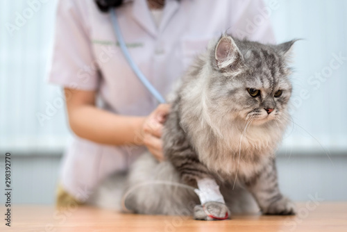 Veterinarian use stethoscope to diagnose cute cat for treat sick animal in Animal hospital ,animal health care concept