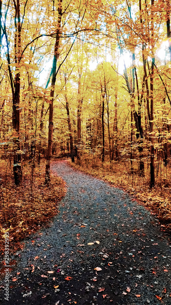 Beautiful Pathway Fall Colors Autumn