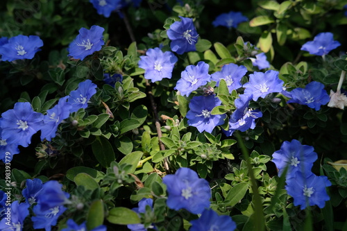 Evolvulis alsinoides   morning glory flower - Purple flowerscape 