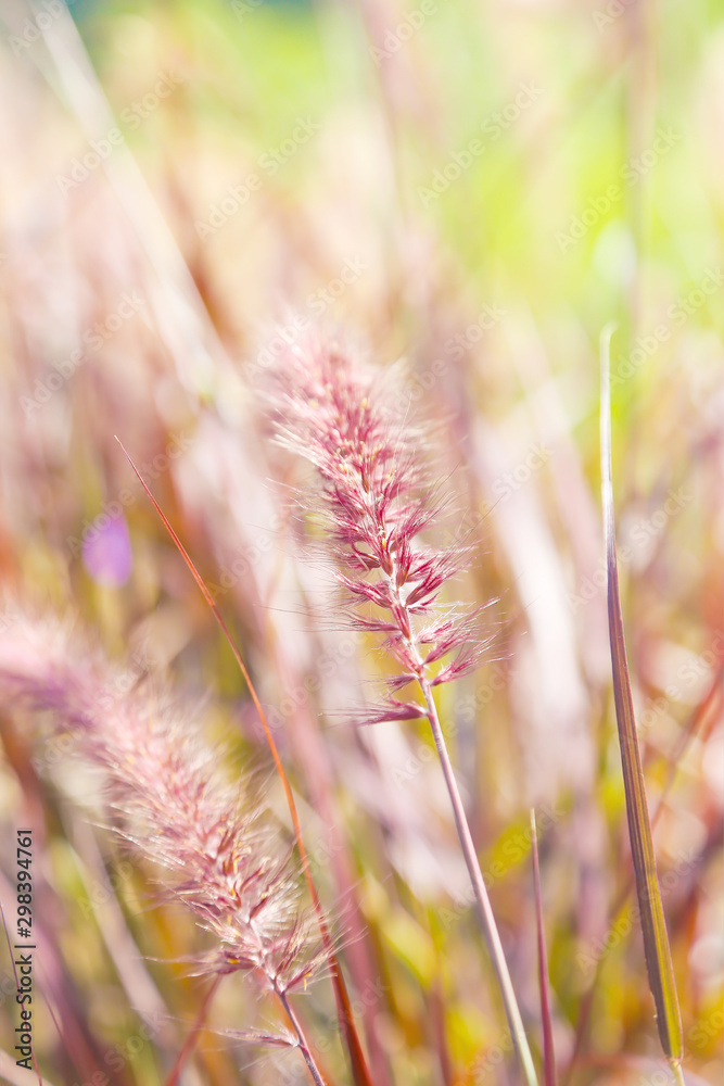 selective focus of grass  flowers  in the evening light at the meadow
