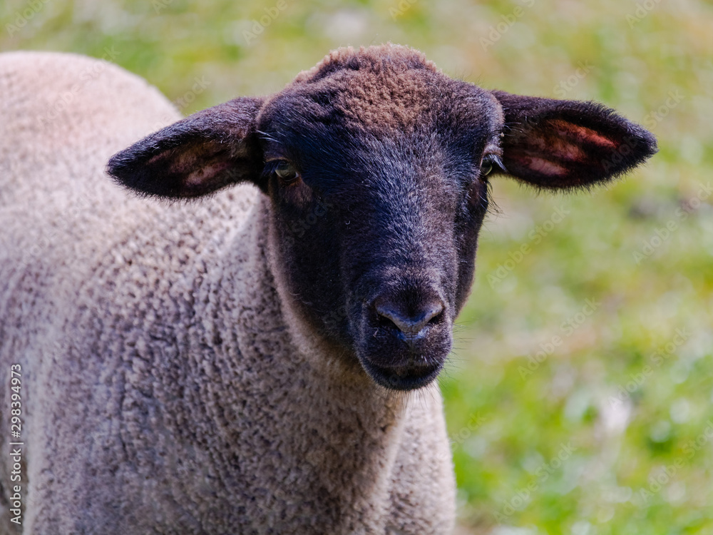 Suffolk sheep