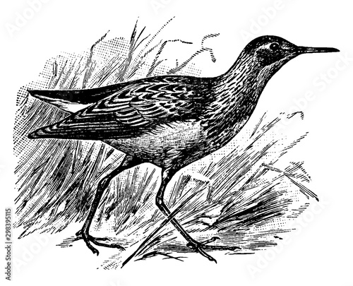 Pectoral Sandpiper, vintage illustration.
