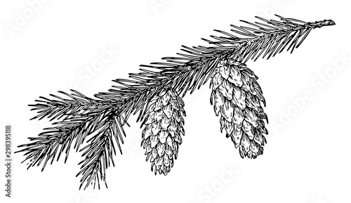 Engelmann Spruce Pine Cone vintage illustration.