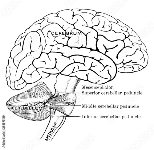 Connection of the Brain Parts, vintage illustration