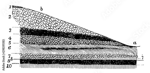 Layers of the Retina, vintage illustration.