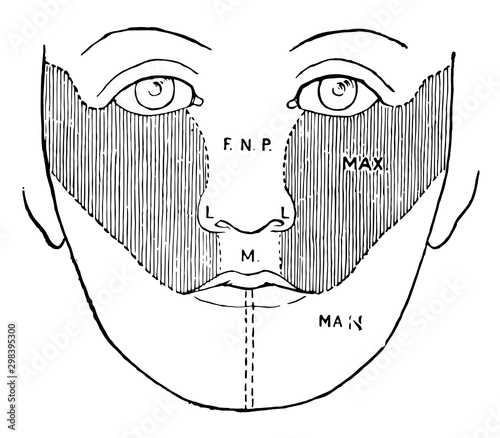 Development of the Face, vintage illustration