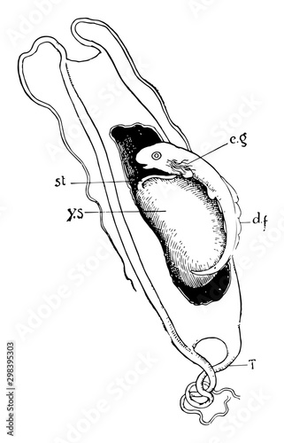 Dogfish Embryo, vintage illustration.