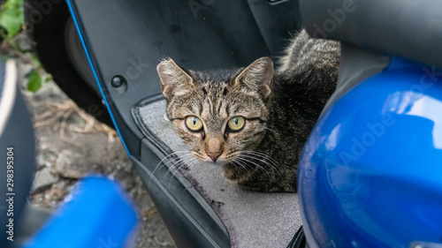 stray cat stay on a motorcycle