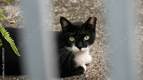 Photography black and white cat at street