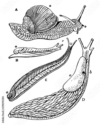 Snail and Slug, vintage illustration.