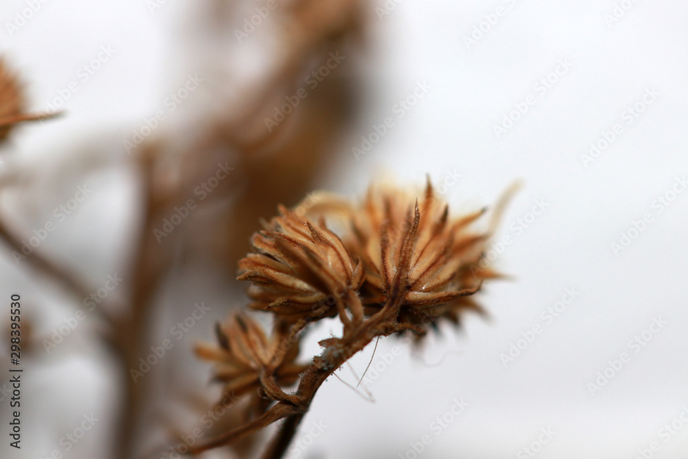 Dried flower from bouquet of flowers on white background. Brown caused by dryness. From keeping for a long time.