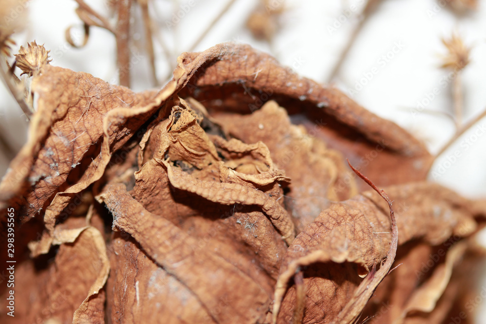 Dried rose from bouquet. Brown caused by dryness. From keeping for a long time. Dried rose from bouquet. Brown caused by dryness. From keeping for a long time.