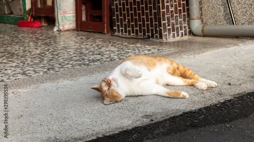 stray funny fat ginger cat © ChenPG