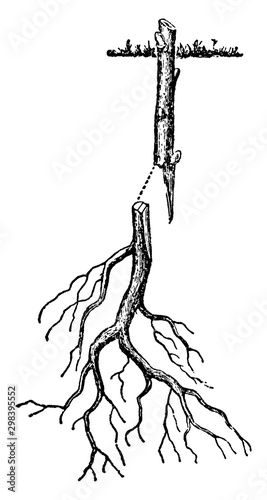 Root Grafting of Woody Plant, vintage illustration.
