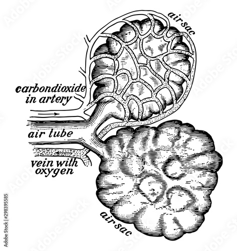 Air Sacs from the Lungs, vintage illustration.