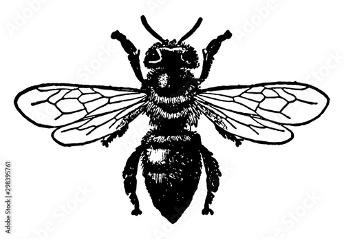 Worker Honey Bee, vintage illustration.