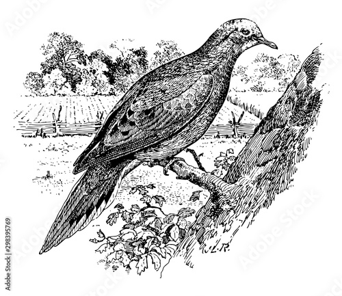 Mourning Dove, vintage illustration.