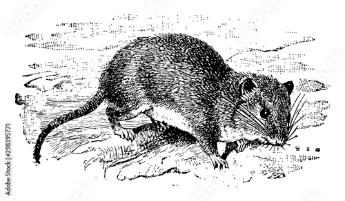 Hispid Cotton Rat, vintage illustration.