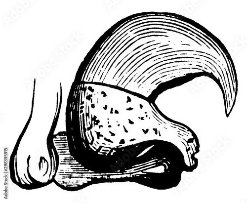 Cat Claw, vintage illustration.