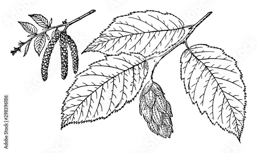 Branch of American Hophornbeam vintage illustration.