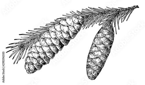 Brewer Spruce Pine Cone vintage illustration. photo