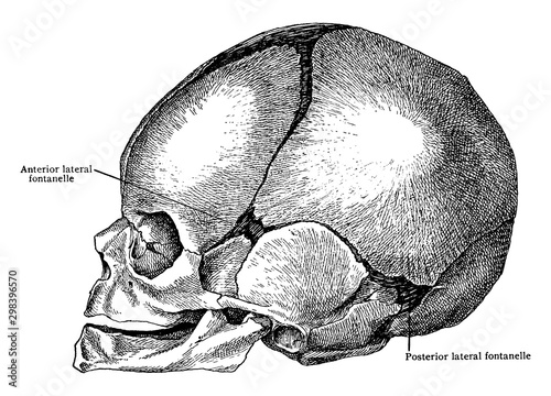 Lateral Aspect of Skull at Birth, vintage illustration.