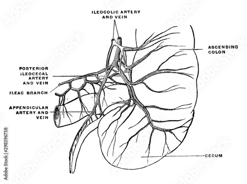 Arteries and Veins of the Cecum and Appendix, vintage illustration.