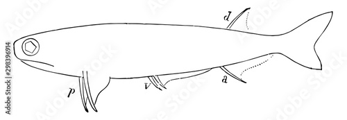 Acanthodes Sulcatus, vintage illustration.