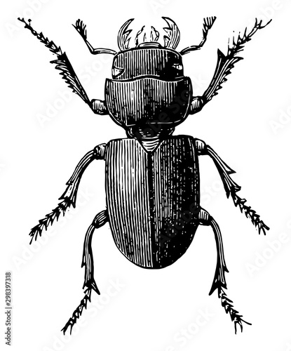 Small Stag Beetle, vintage illustration.