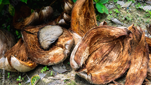 The close up view of the coir or coconut fiber that has been peeled on the ground.