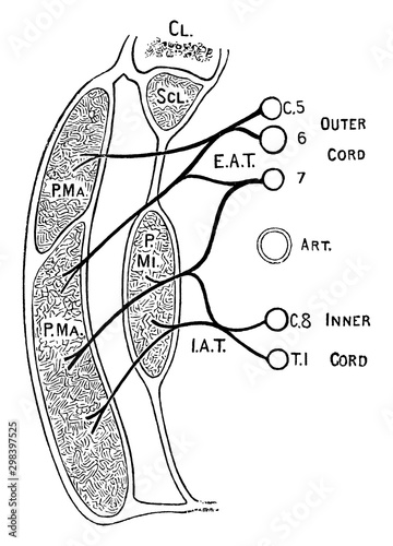 Nerves of the Pectoral Muscles, vintage illustration.
