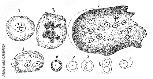 Cells of the Red Marrow, vintage illustration