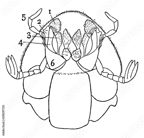Ventral View of Dung Beetle, vintage illustration.