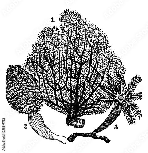 Alcyonaria, vintage illustration.
