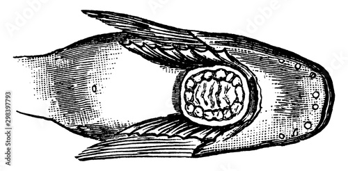 Snailfish Sucker Between the Pectoral Fins, vintage illustration.
