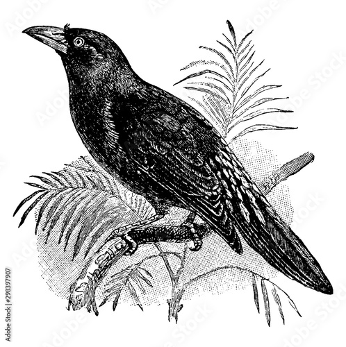 Finch Billed Myna, vintage illustration.