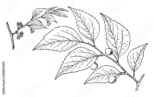 Branch of Common Hackberry vintage illustration.