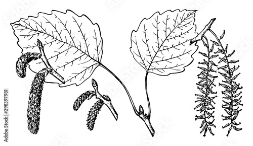 Branch of Large-Tooth Aspen vintage illustration.
