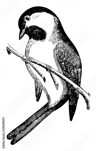 Black Capped Chickadee, vintage illustration.