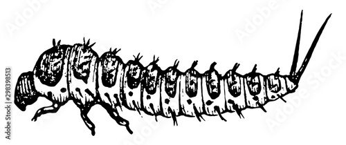 Fungus Beetle Larva, vintage illustration. photo